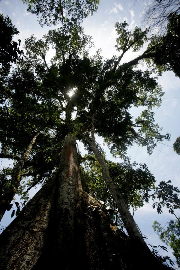 Misahualli Amazon Lodge Dış mekan fotoğraf