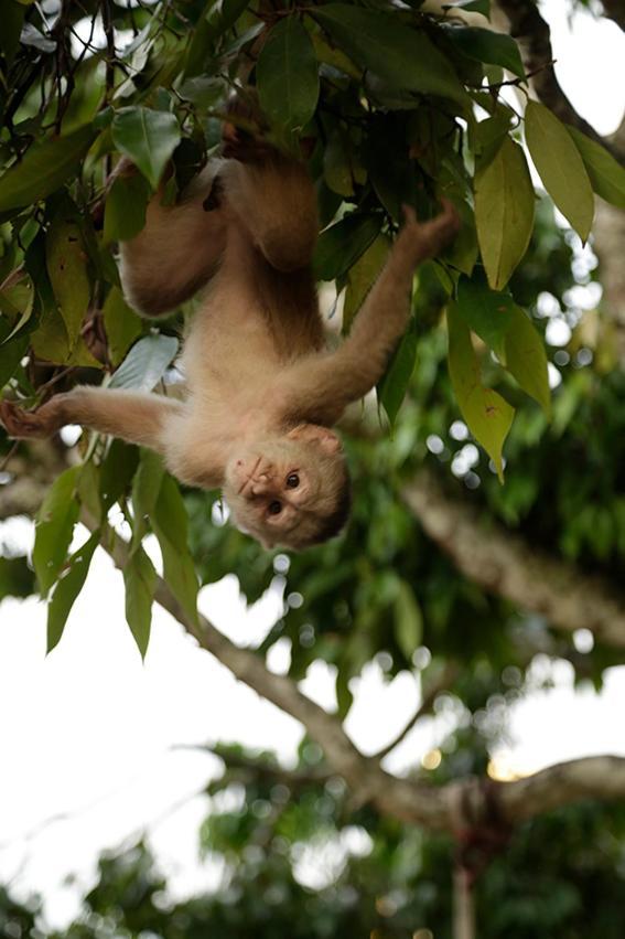 Misahualli Amazon Lodge Dış mekan fotoğraf