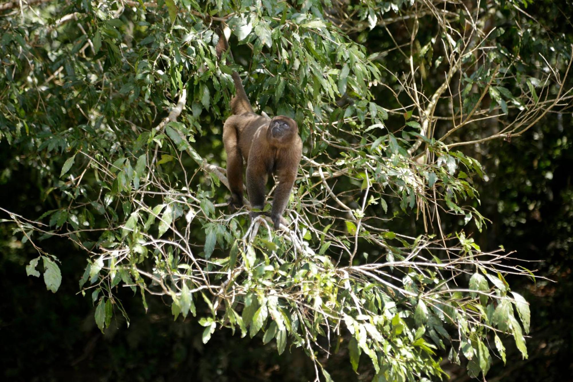 Misahualli Amazon Lodge Dış mekan fotoğraf